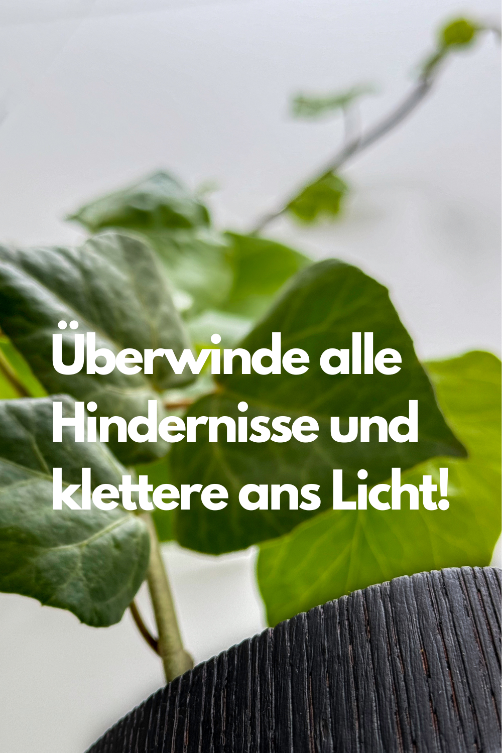 Aus unserer Holzvase erwächst ein Efeutrieb ins Unendliche und steht als Symbol für die endlosen Möglichkeiten persönlicher Entwicklung!